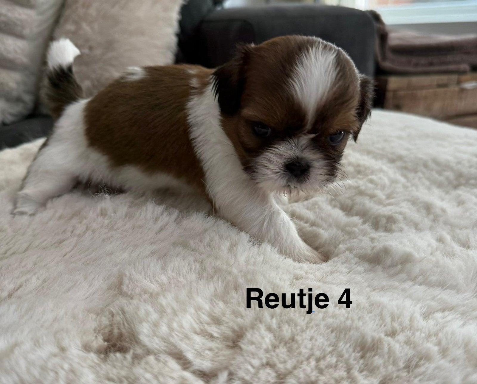 Raszuivere shih tzu pups, Dieren en Toebehoren, Overige rassen, 8 tot 15 weken, Parvo, Meerdere