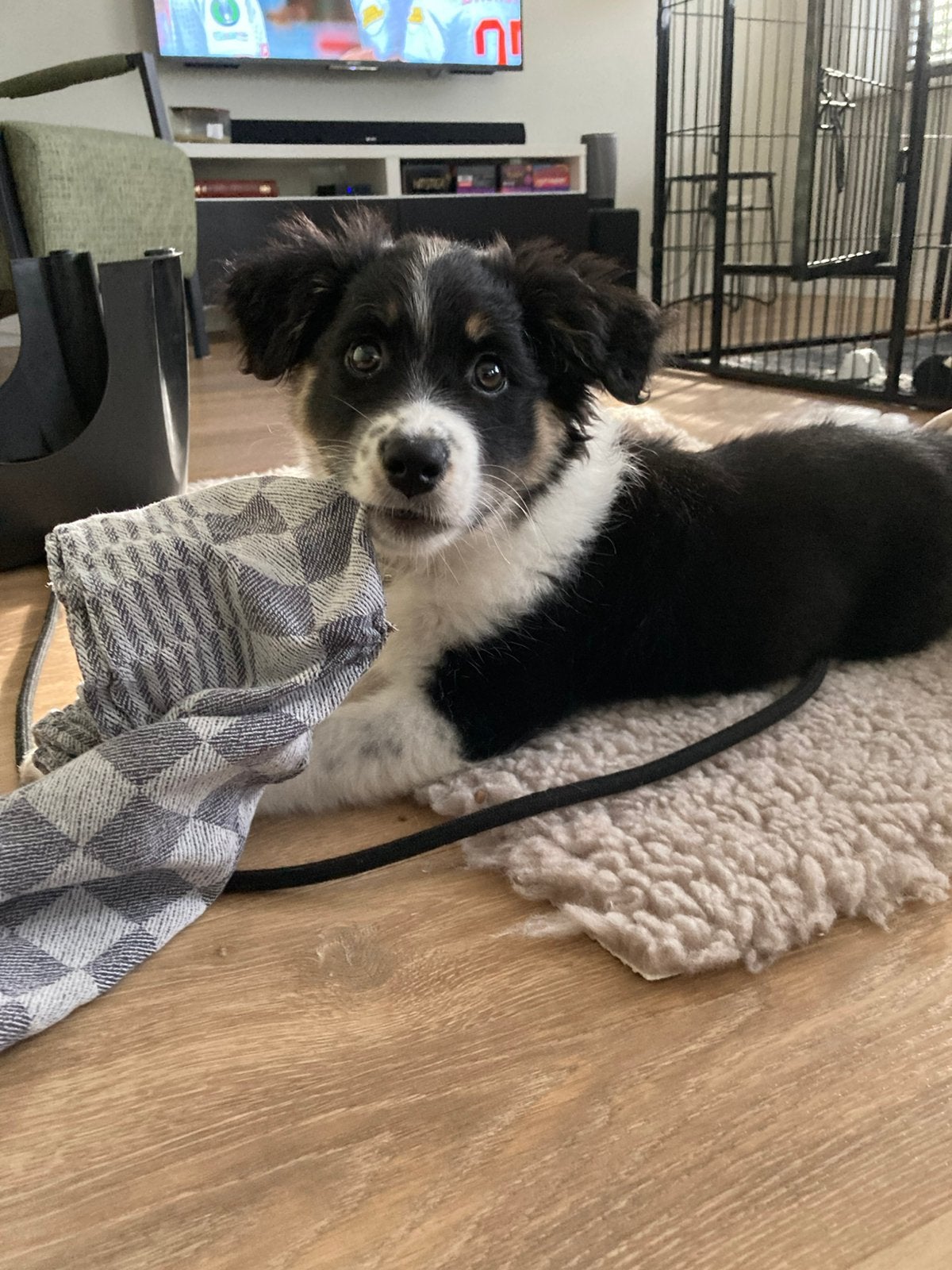 Australian Shepherd - Friese Stabij, Overige rassen, CDV (hondenziekte), 8 tot 15 weken, Teef