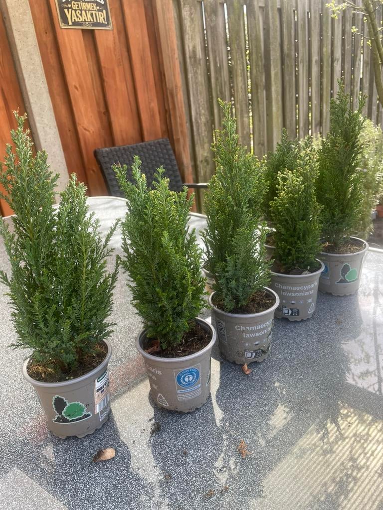 Conifeer.       Per stuk voor 3,5€, Ophalen, Vaste plant, Volle zon