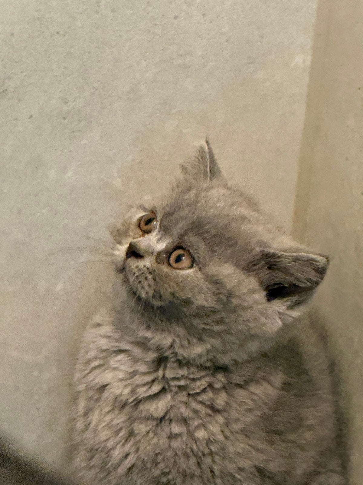 Twee Britse Korthaar katten te koop, Meerdere dieren
