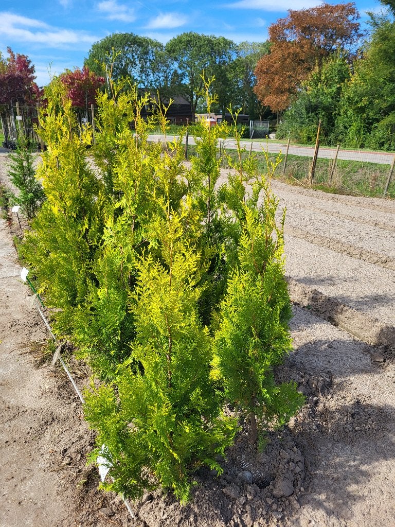 Thuja occ. Golden Brabant diverse maten (haagconifeer), Ophalen, Conifeer, Haag, 100 tot 250 cm