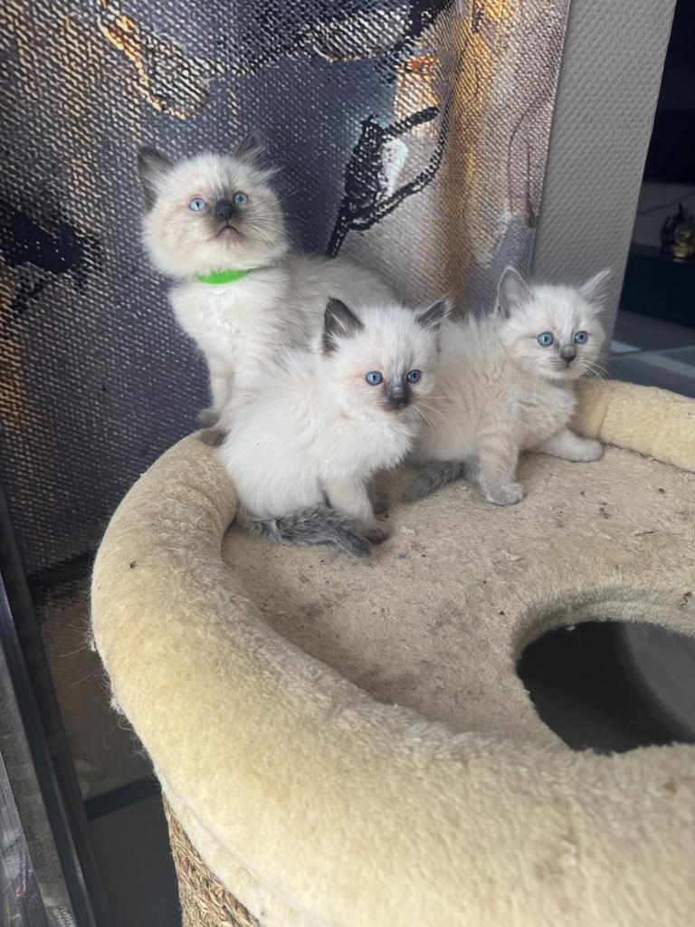 Ragdoll kittens mogen weg!, Meerdere dieren, Ontwormd, 0 tot 2 jaar
