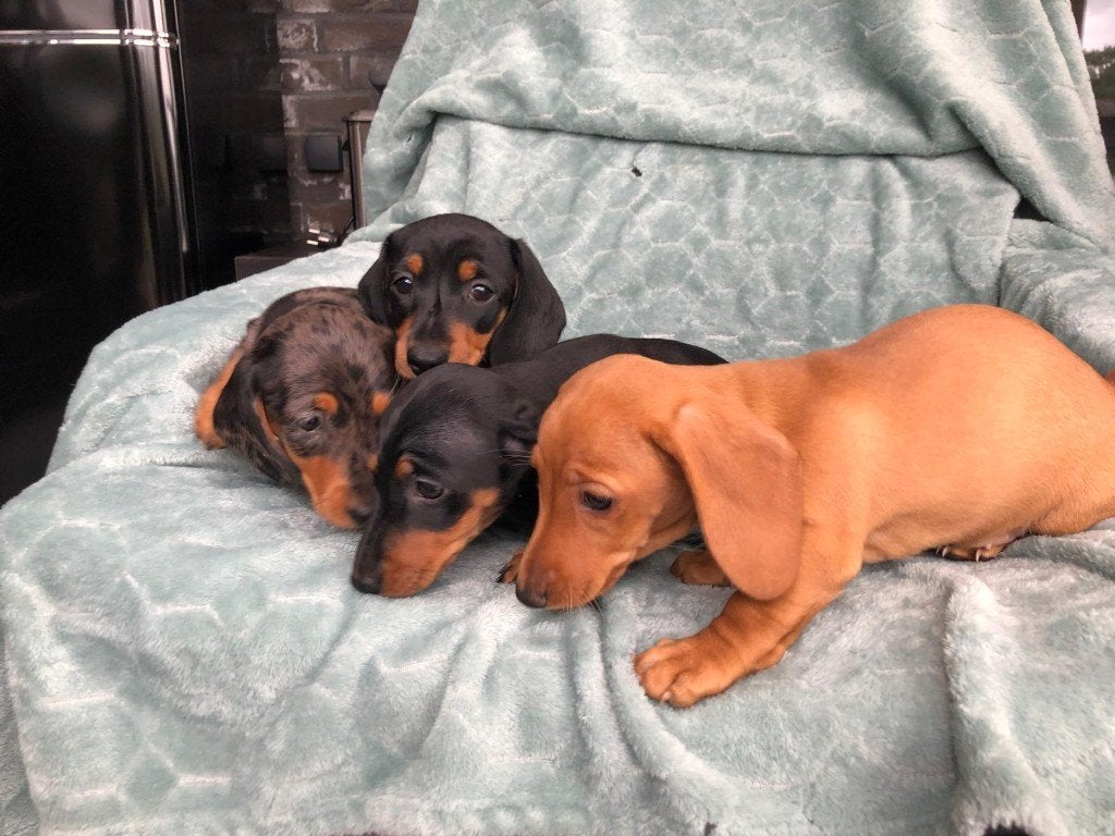 Teckel pups te koop, Dieren en Toebehoren, 8 tot 15 weken, Korthaar, Dwerg, Meerdere