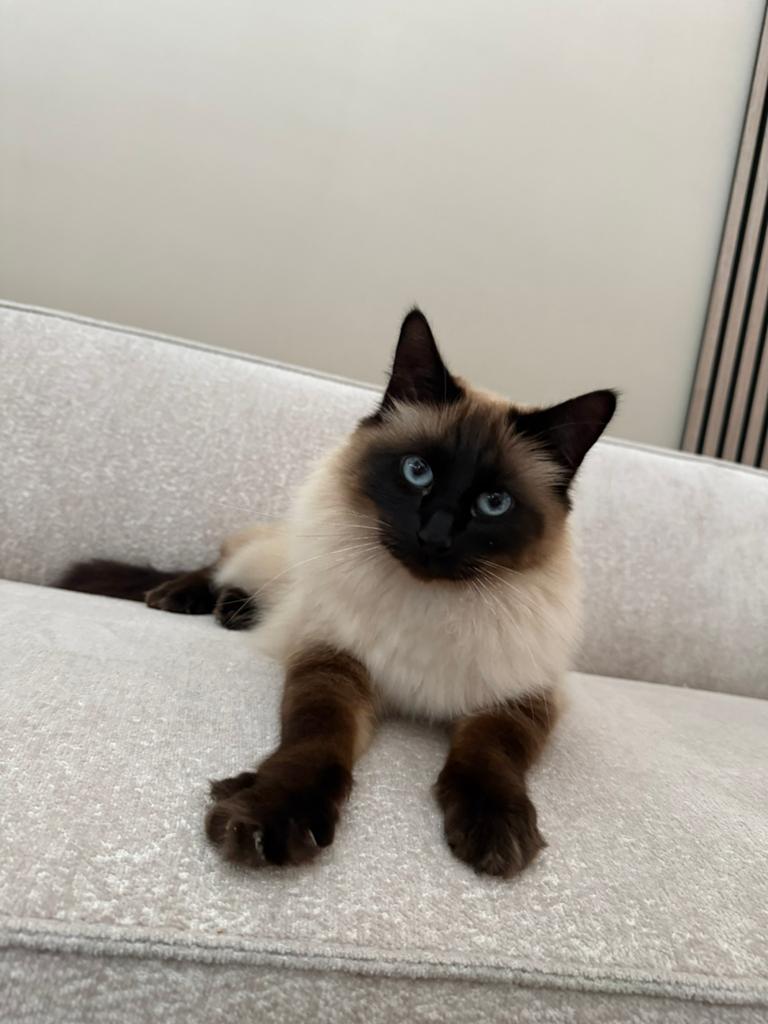 Heilige birmaan/snowshoe zoekt liefdevol thuis, Poes, Gechipt