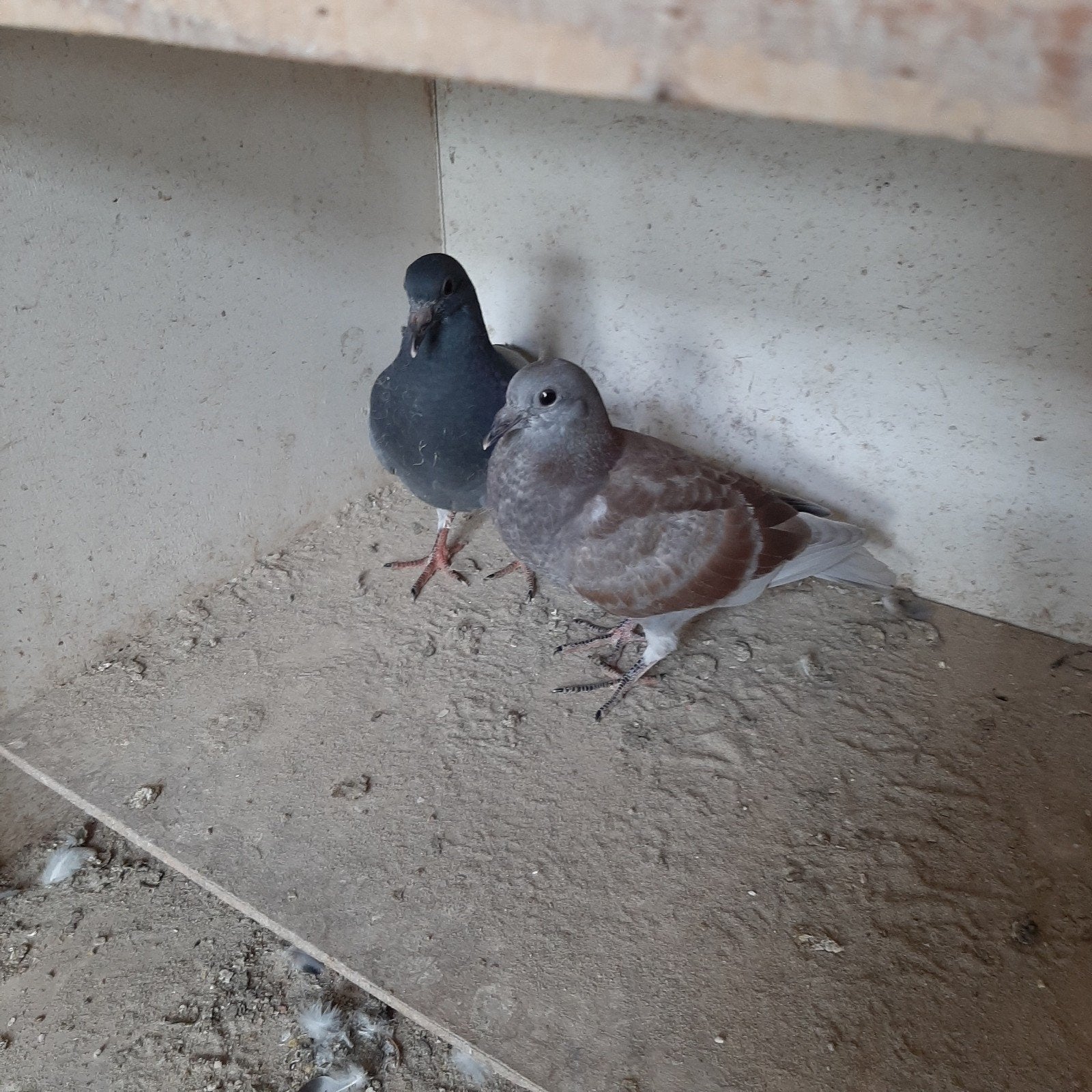 TE KOOP LATE JONGE POSTDUIVEN / ZONDER RING, Dieren en Toebehoren, Vogels | Duiven, Meerdere dieren, Postduif