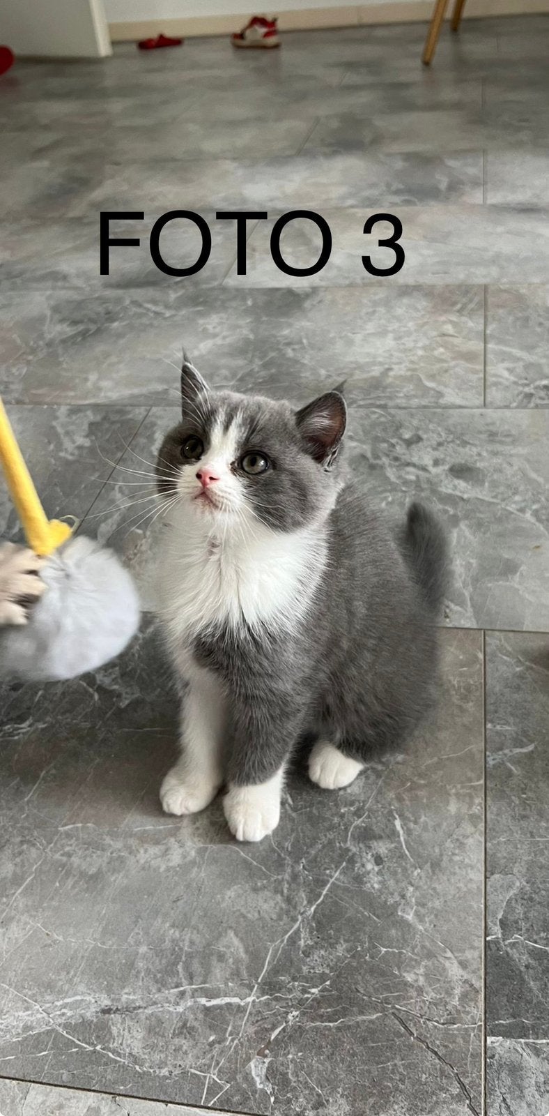 Kittens Britse korthaar, Dieren en Toebehoren, Katten en Kittens | Raskatten | Korthaar, Poes, 0 tot 2 jaar