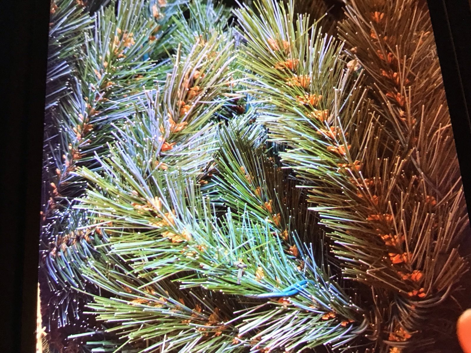 Kerstboom, Ophalen of Verzenden