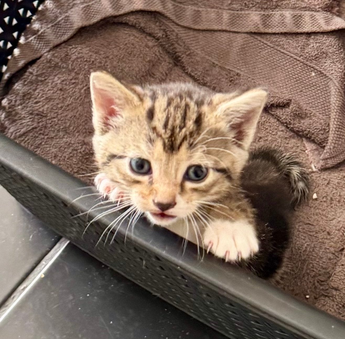 3 kittens te koop, Europese korthaar, Tabby- 3 poezen, Meerdere dieren, Ontwormd, 0 tot 2 jaar