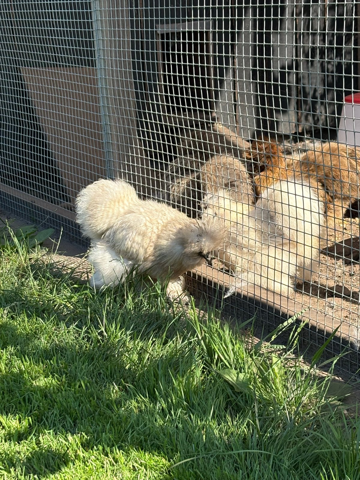 Zijdehoen, Dieren en Toebehoren, Pluimvee
