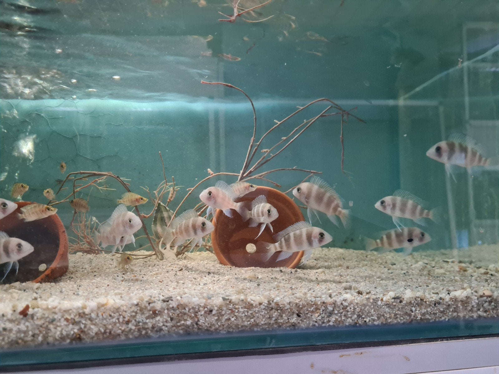Frontosa Burundi Tanganyika Cichliden, Vis, Zoetwatervis