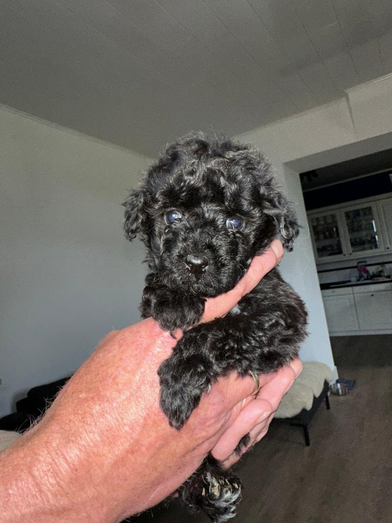 Pomapoo puppy teefje chocolade, 8 tot 15 weken, Teef, Parvo, Eén hond