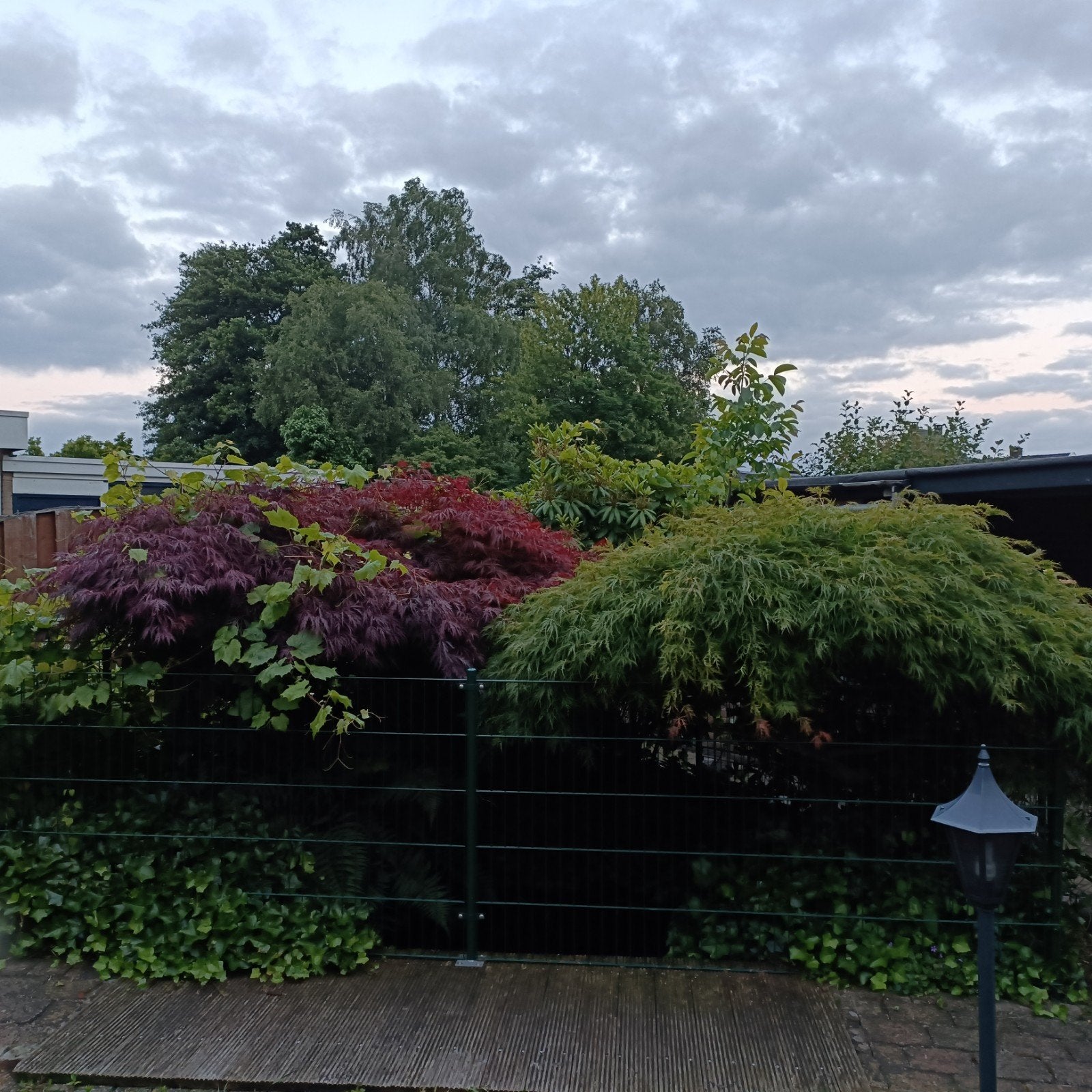 2 prachtige grote japanse esdoorn. Minimaal 35 jaar oud., Tuin en Terras, Planten | Bomen, Ophalen, Bloeit niet, Halfschaduw, Overige soorten