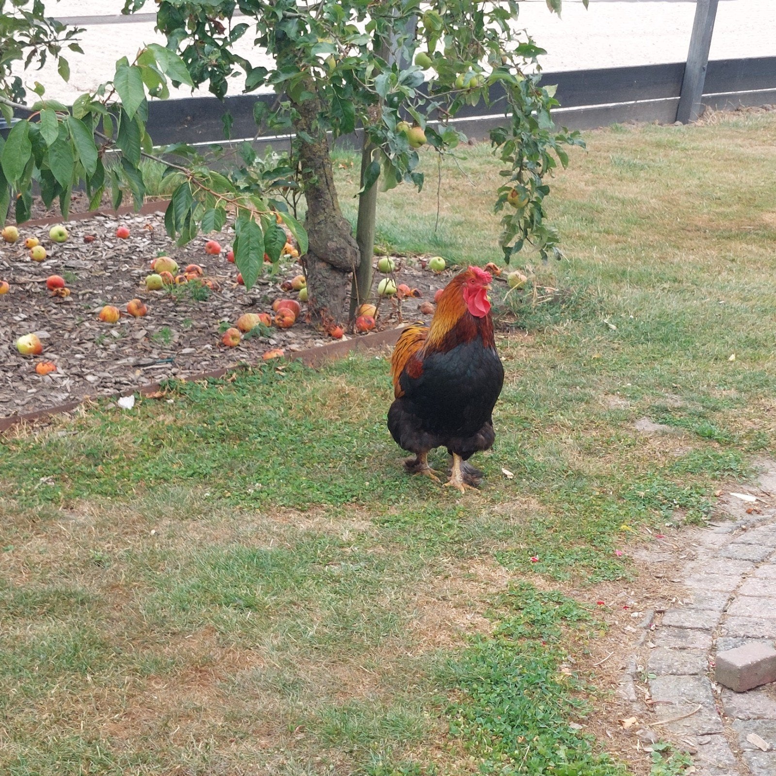 2 haankuikens te koop, Dieren en Toebehoren, Pluimvee