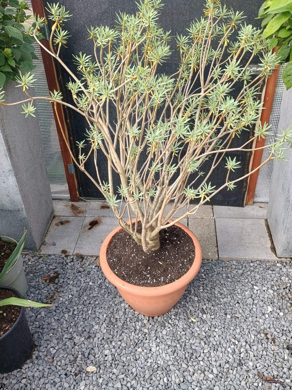 te koop Euphorbia balsamifera deze plant is 13 jaar oud, Ophalen, Overige soorten, Volle zon