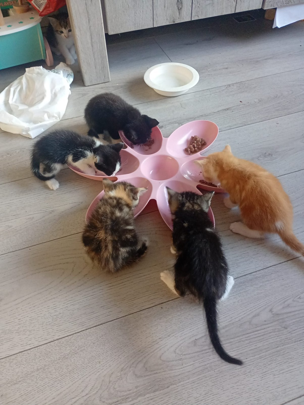 Meerdere kittens aangeboden, Dieren en Toebehoren, Ophalen of Verzenden