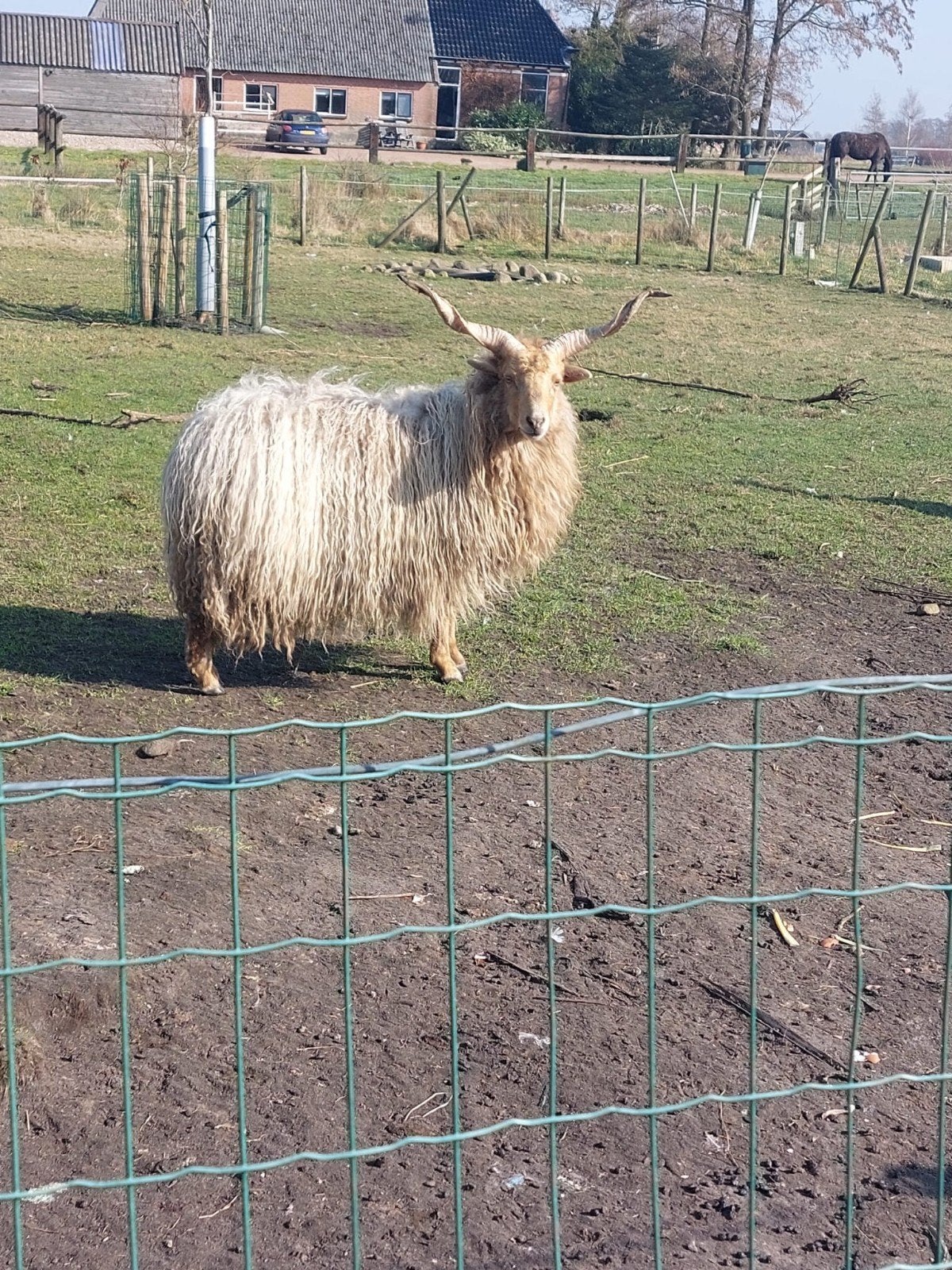 Onverwant Racka schapen koppel, Meerdere dieren, Schaap