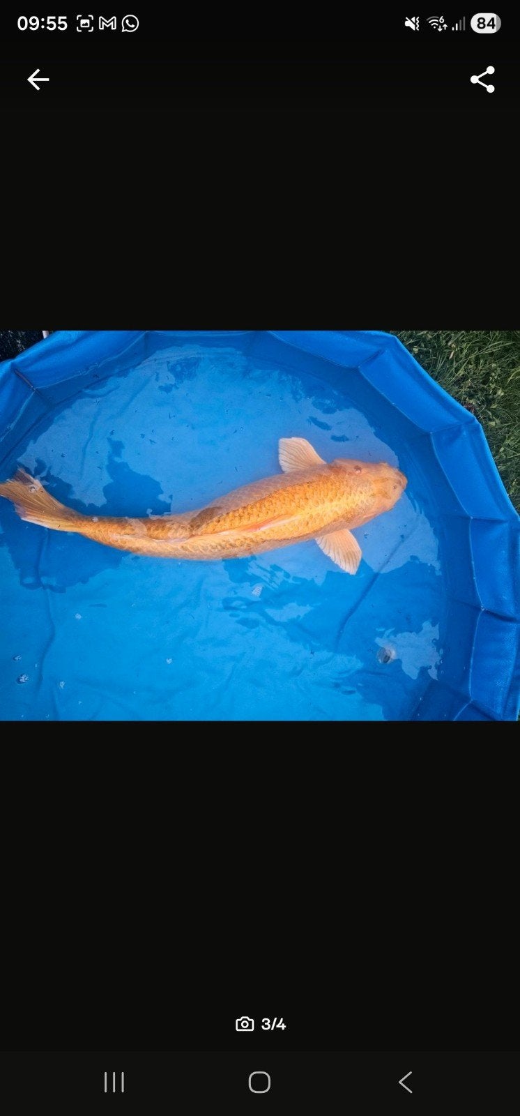 Koi karpers., Dieren en Toebehoren, Vissen | Vijvervissen, Karper of Koi