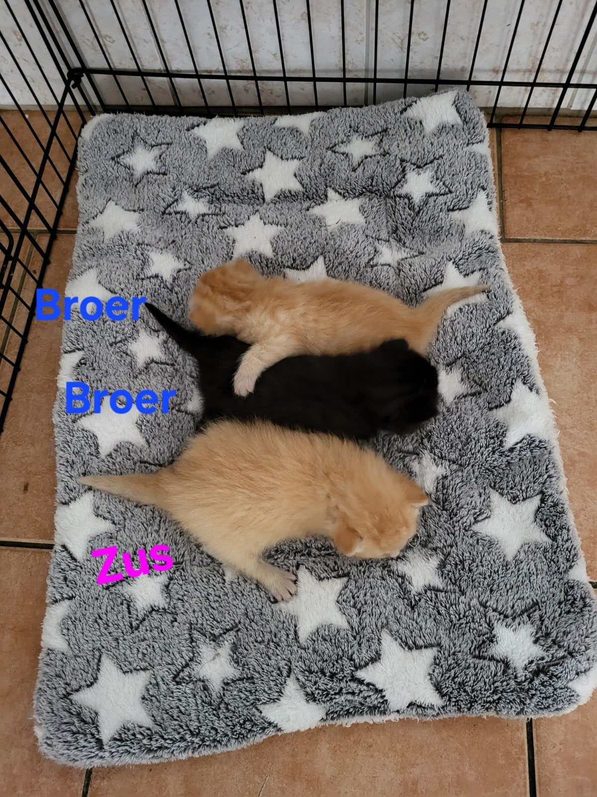 Ragdoll kittens, Poes