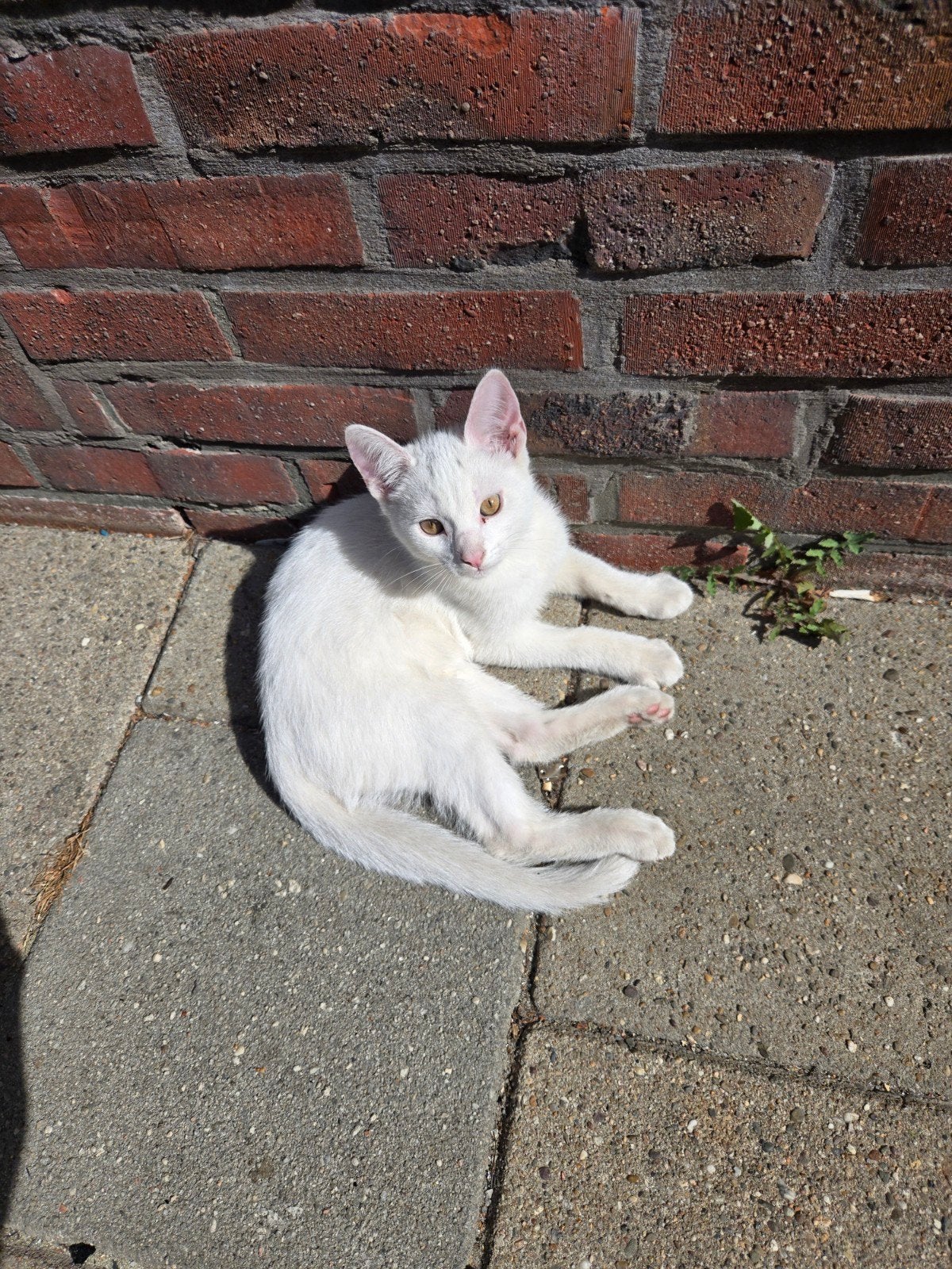 2 katers 10 weken, Kater, Ontwormd, 0 tot 2 jaar