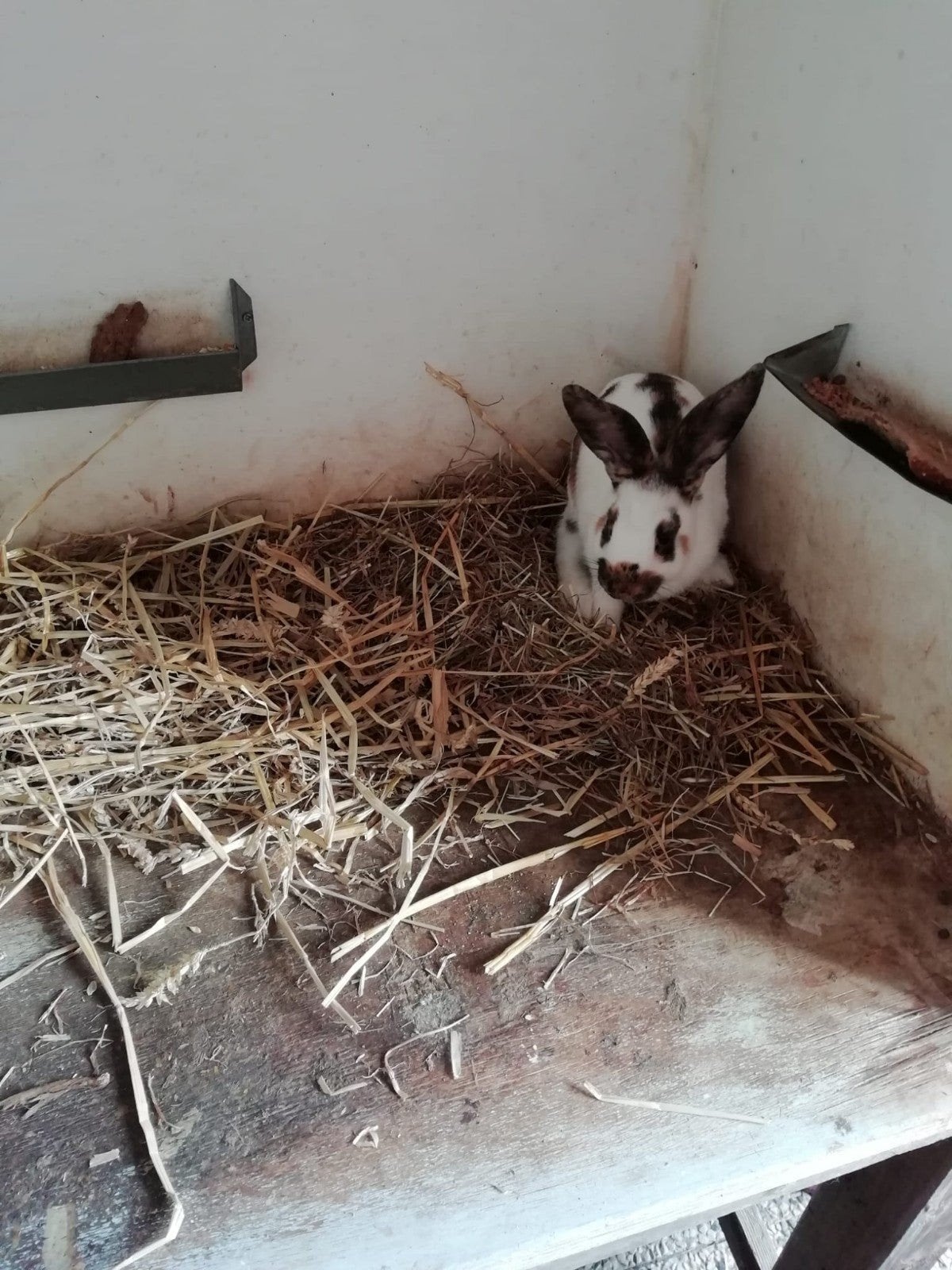 Rijnlander middelgroot, Dieren en Toebehoren, Mannelijk, Middelgroot, 0 tot 2 jaar