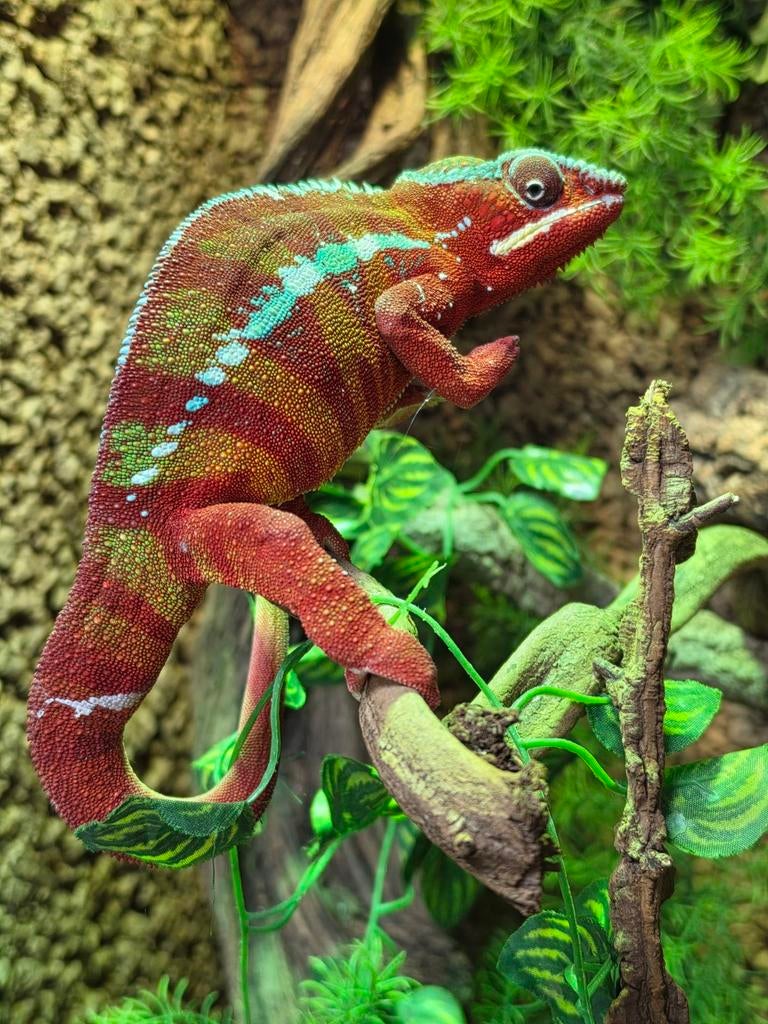 Slangen, hagedissen en meer., Dieren en Toebehoren, Reptielen en Amfibieën, 0 tot 2 jaar