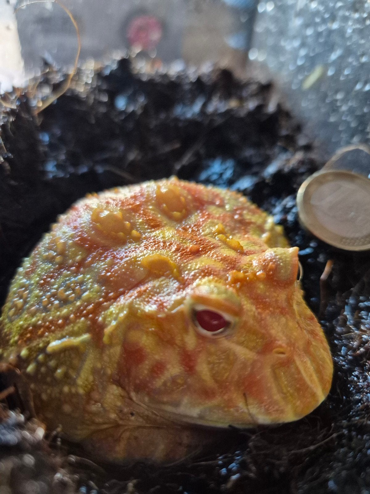 pacman strawberry, Amfibie, 0 tot 2 jaar