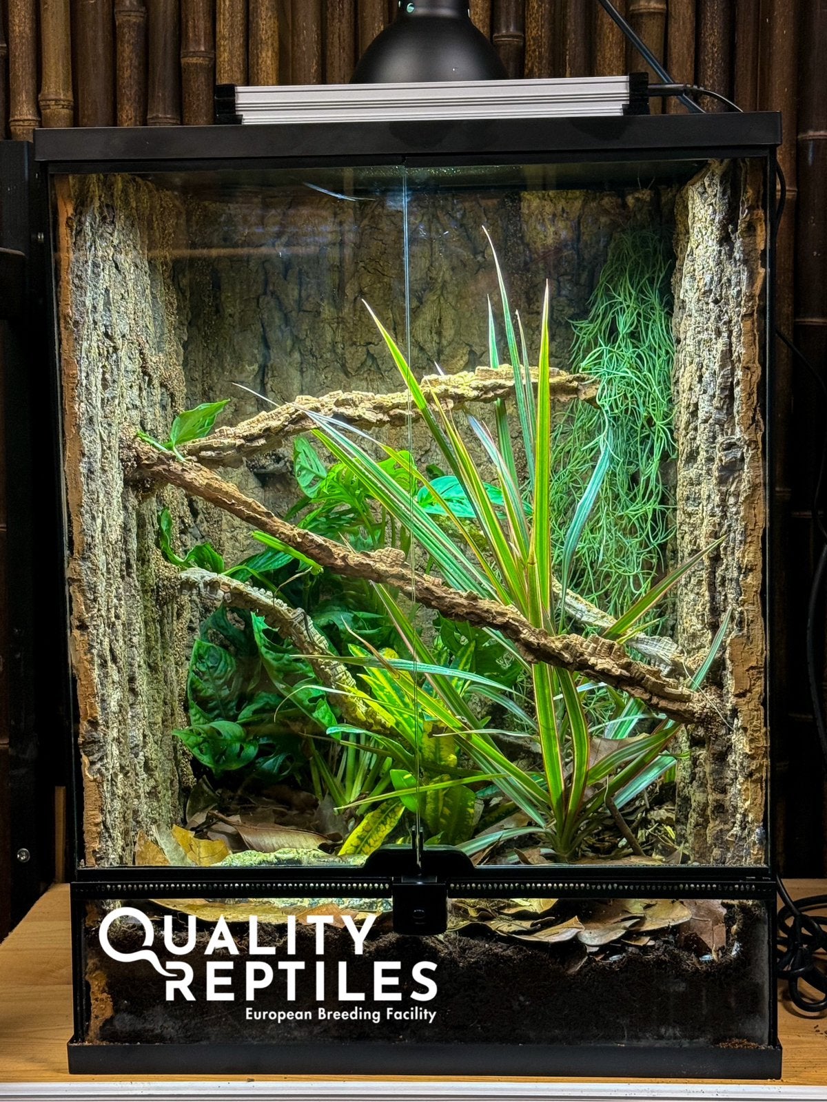 1.1 Anolis sagrei (rood) met of zonder terrarium, Dieren en Toebehoren, Hagedis, Met terrarium, 0 tot 2 jaar