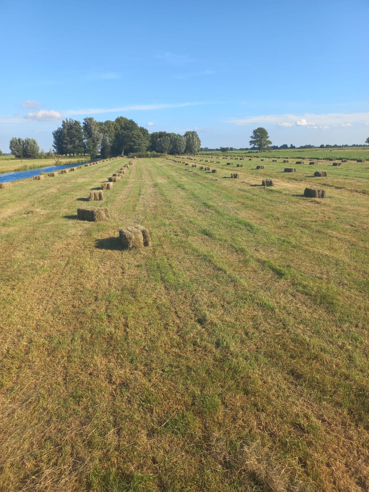 Hooi Grote balen/ Kleine pakjes levering heel NL, Dieren en Toebehoren, Ophalen of Verzenden, Vee