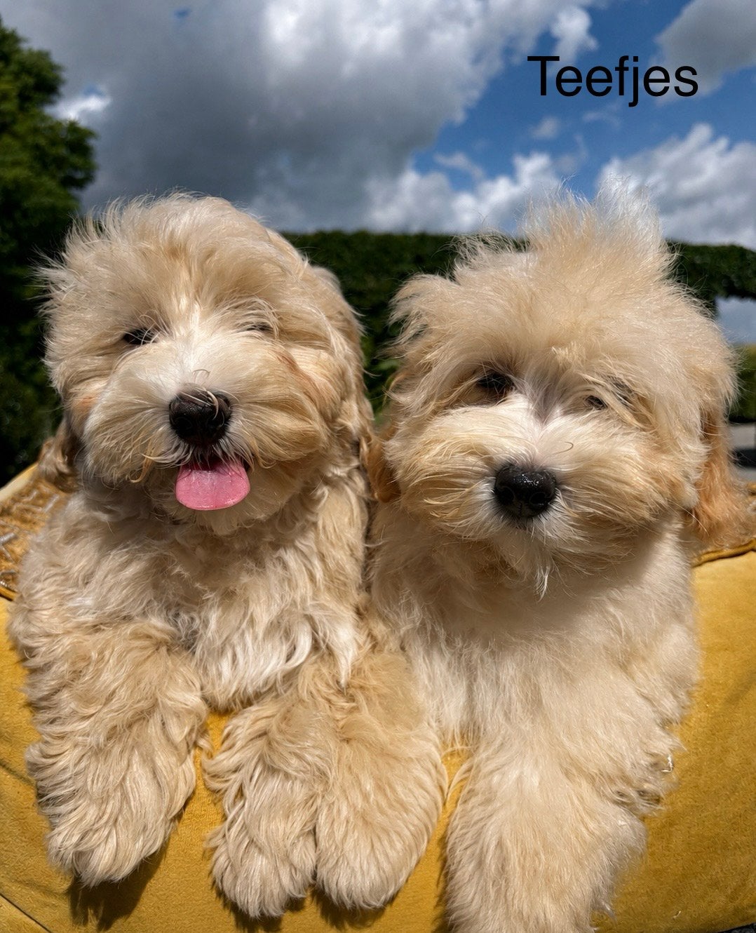 Boomer x Labradoodle mini pups, Nederland, Overige rassen, 8 tot 15 weken, Meerdere