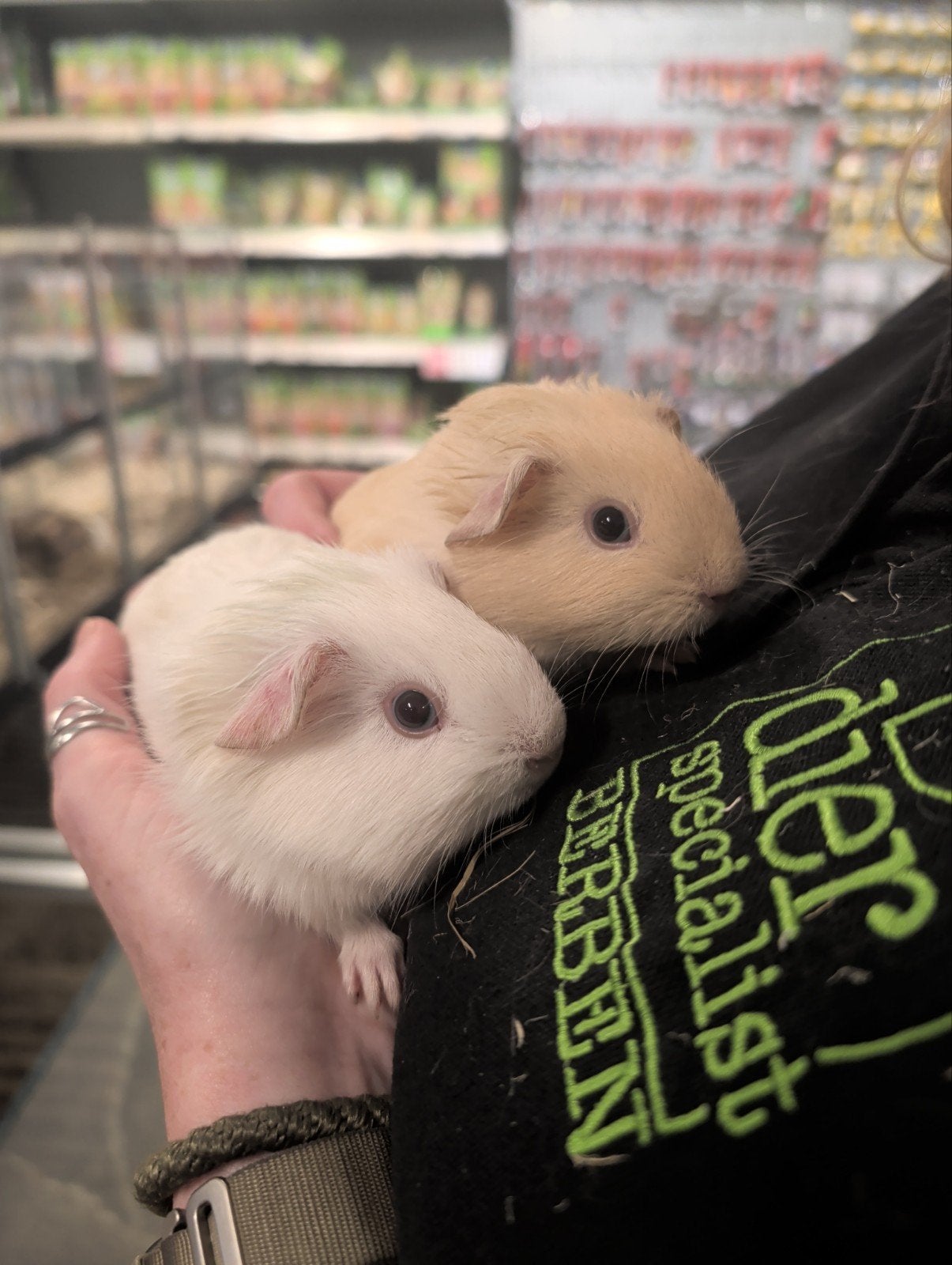 lieve cavia beertjes, Juli, Mannelijk, Cavia