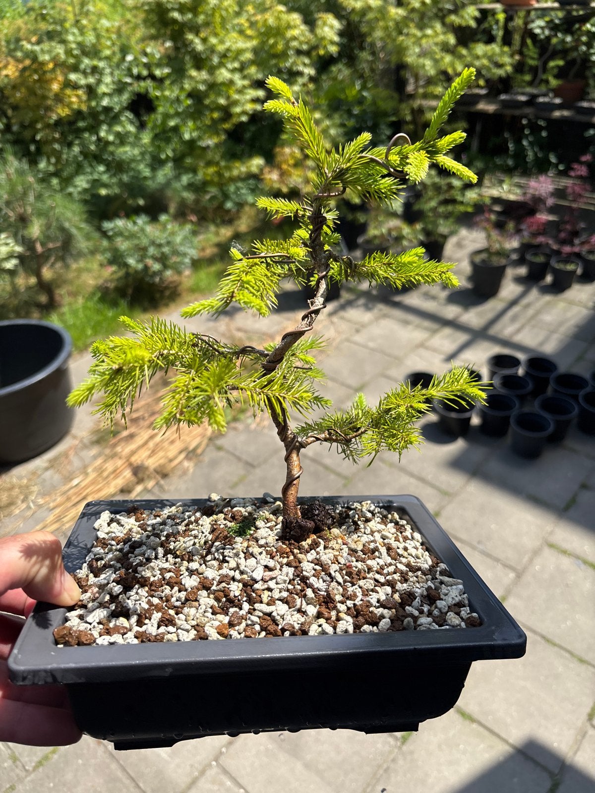 Jonge Bonsai Spar - Picea - Uniek exemplaar, Volle zon, Vaste plant, Bloeit niet, Ophalen