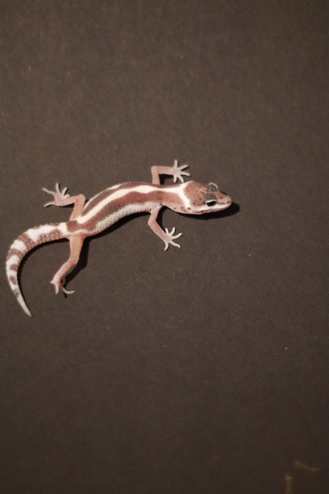 Luipaardgekko