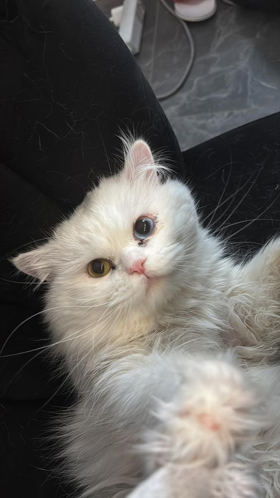 2 britse langharen, Dieren en Toebehoren, Katten en Kittens | Raskatten | Langhaar, Meerdere dieren, Ontwormd, 0 tot 2 jaar