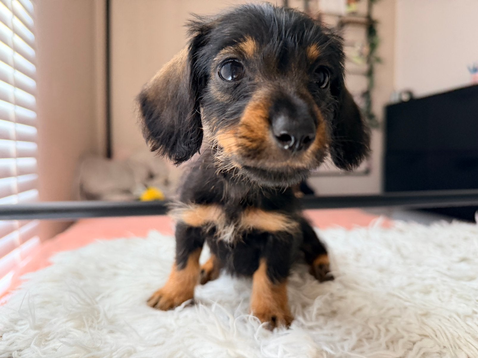 laatste ruwharige teckelpup!, Kaninchen, 8 tot 15 weken, Parvo, Meerdere