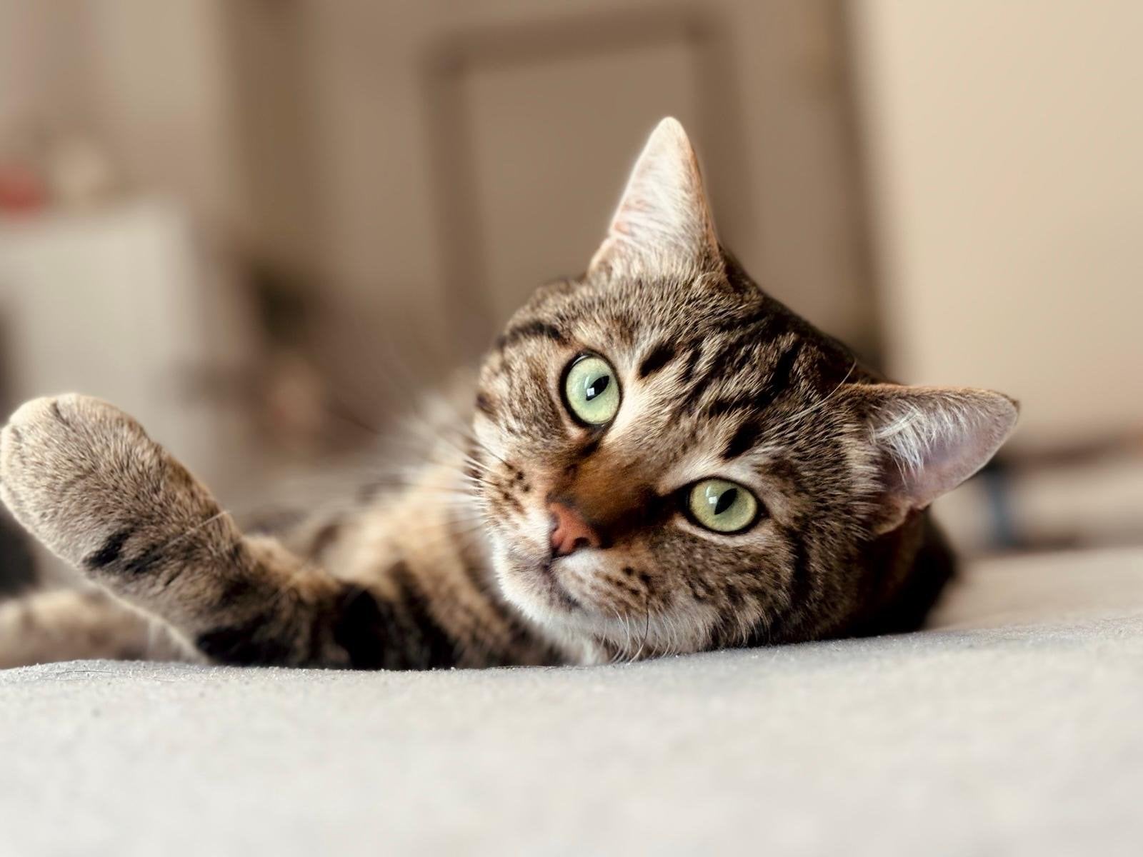Simba Huiskat, Kater, Langharig, 3 tot 5 jaar
