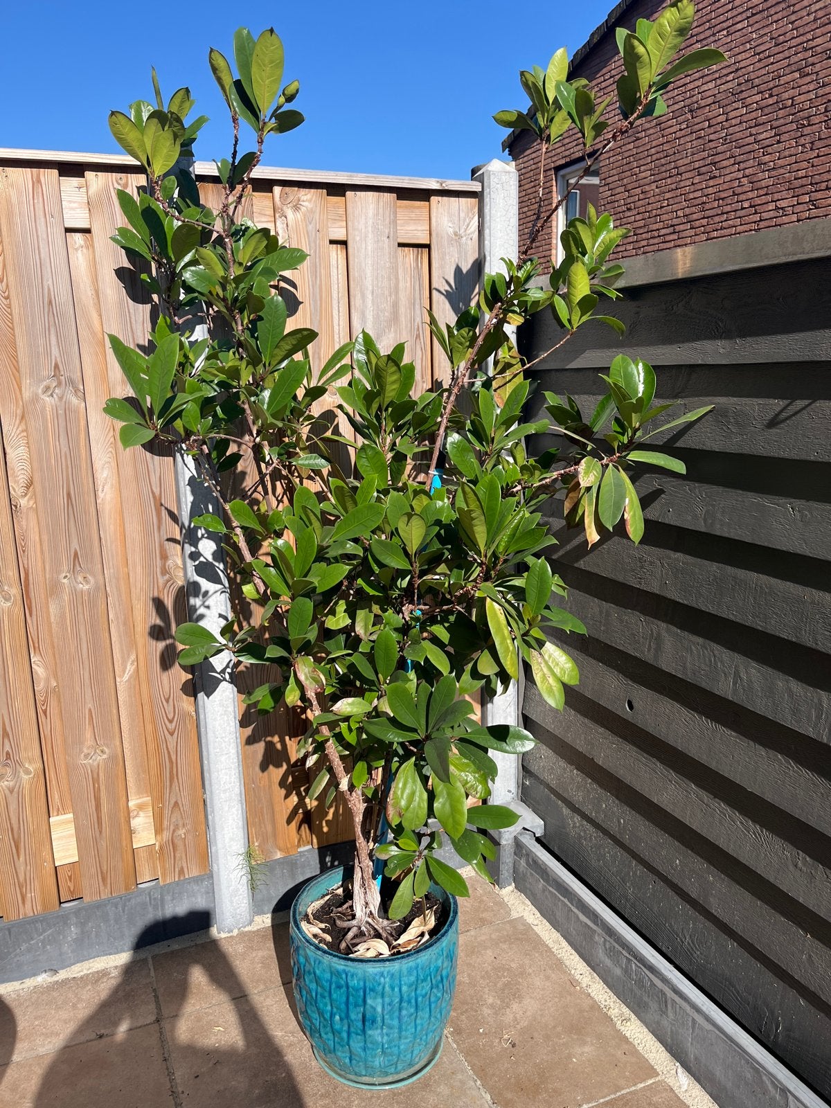 Grote Glanzende Kardinaalsmuts in pot, Volle zon, Vaste plant, Bloeit niet, Ophalen