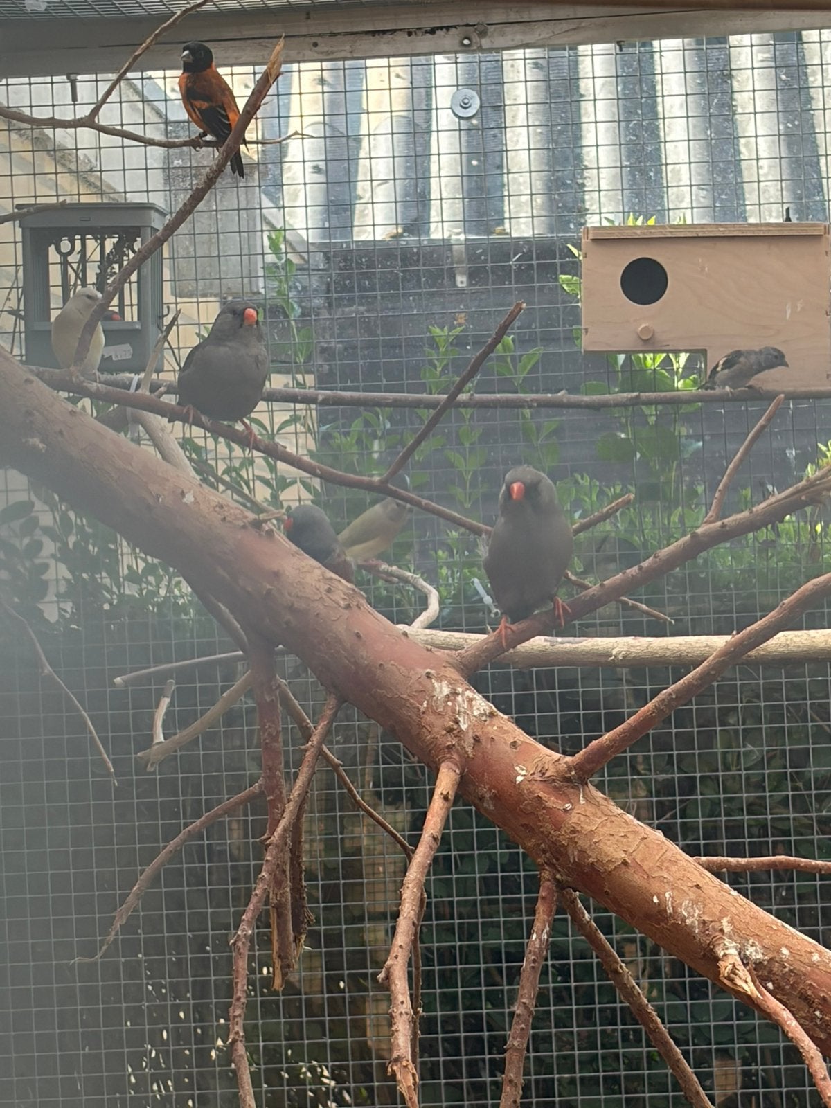 Charcoal zebravinken, Meerdere dieren
