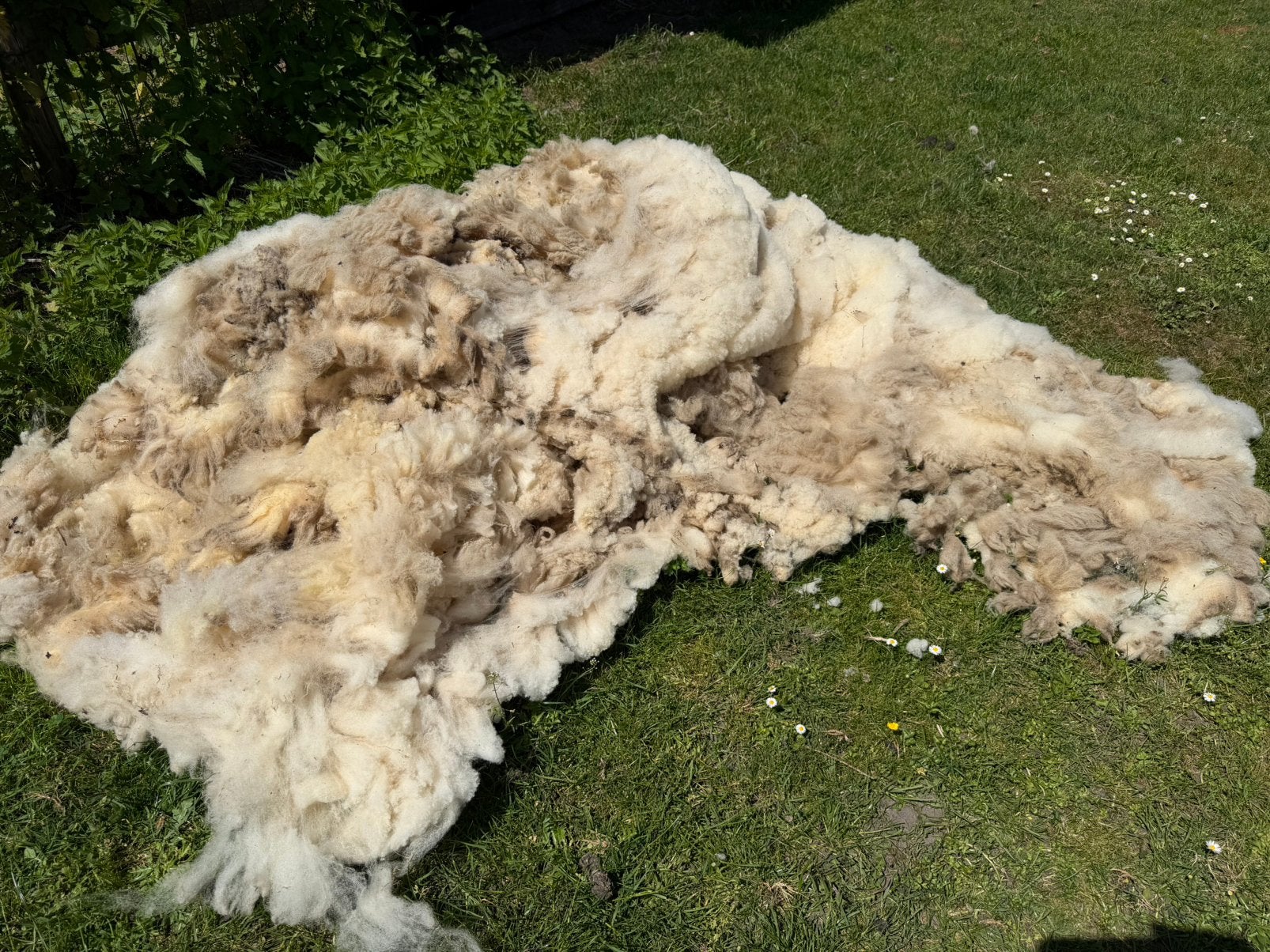 6 zakken vers geschoren wol schapenwol, Meerdere dieren, Schaap