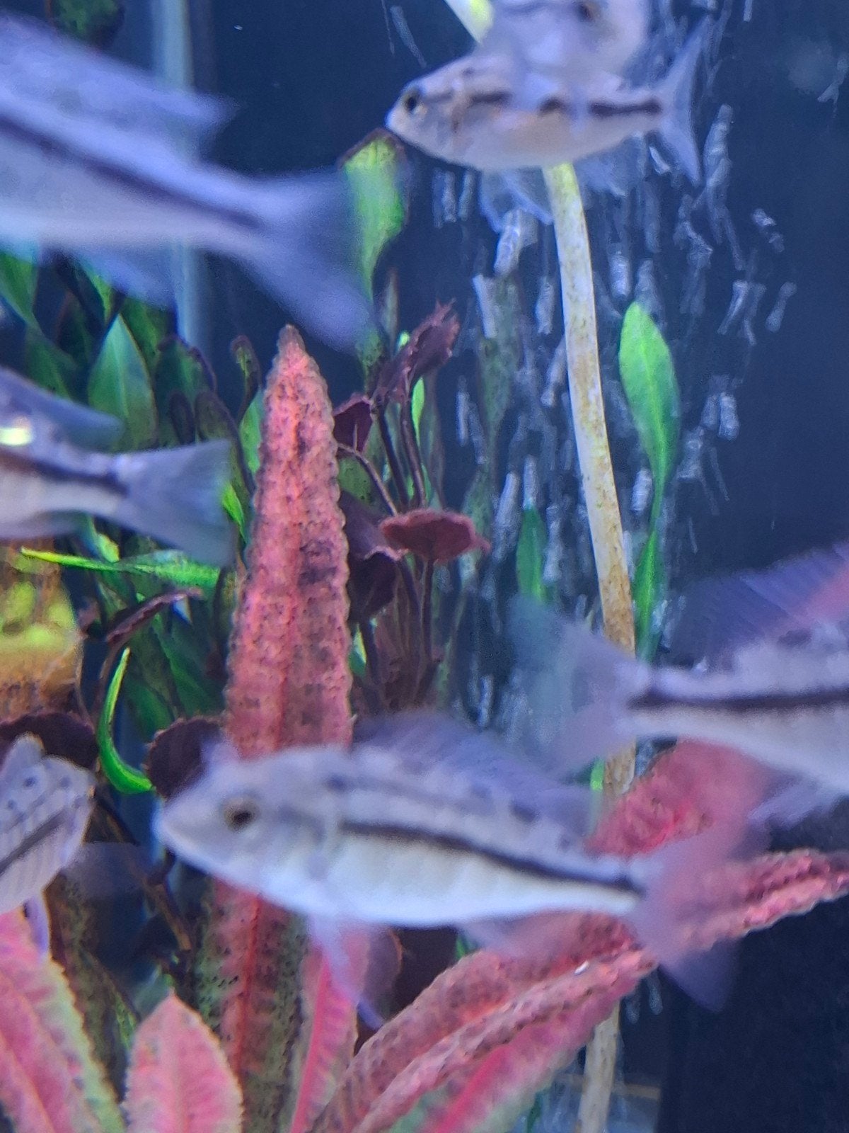 Protomelas taeniolatus red empress Malawi cichlide, Vis