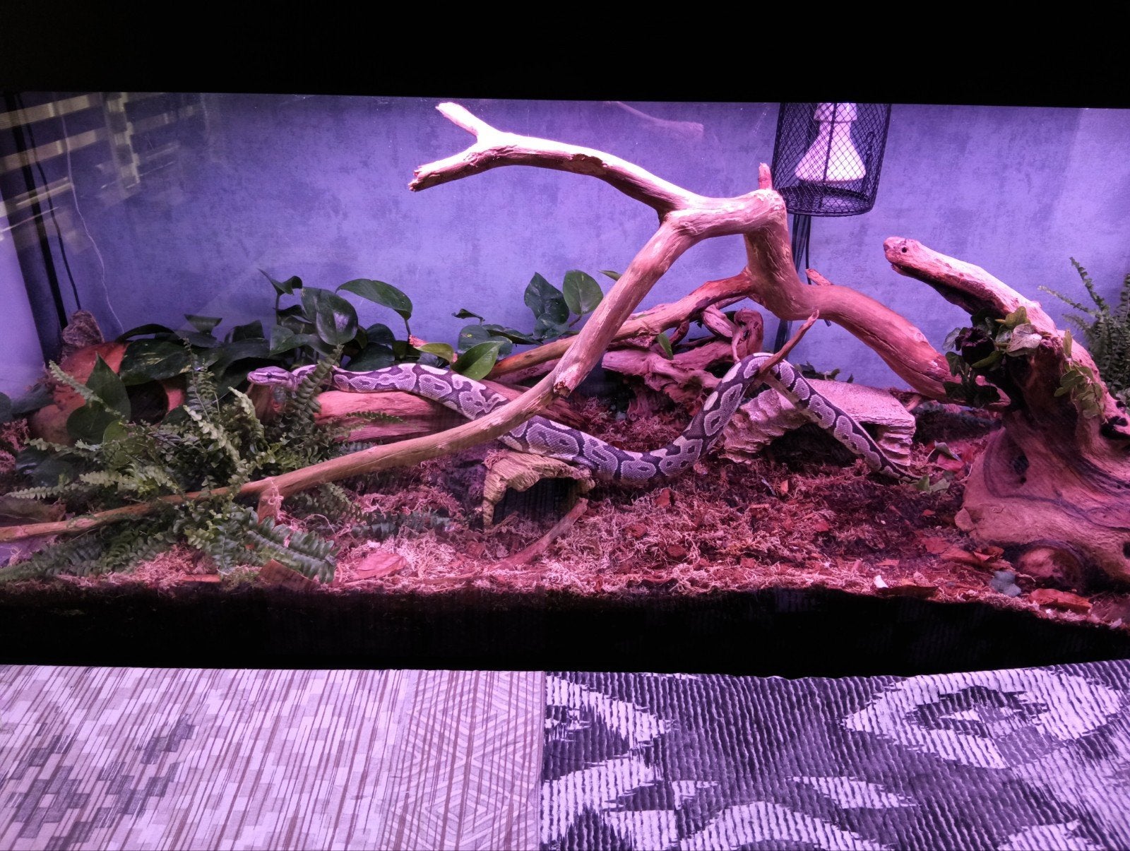 Terrarium met kast +Koningspython., Ophalen, Zo goed als nieuw