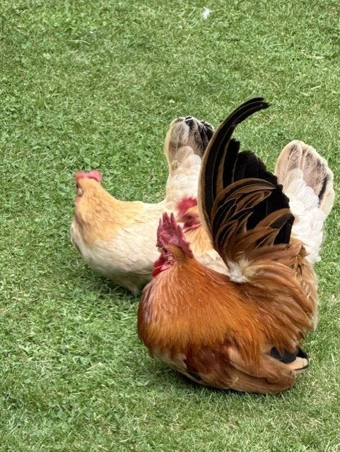 chabo's, Meerdere dieren, Kip