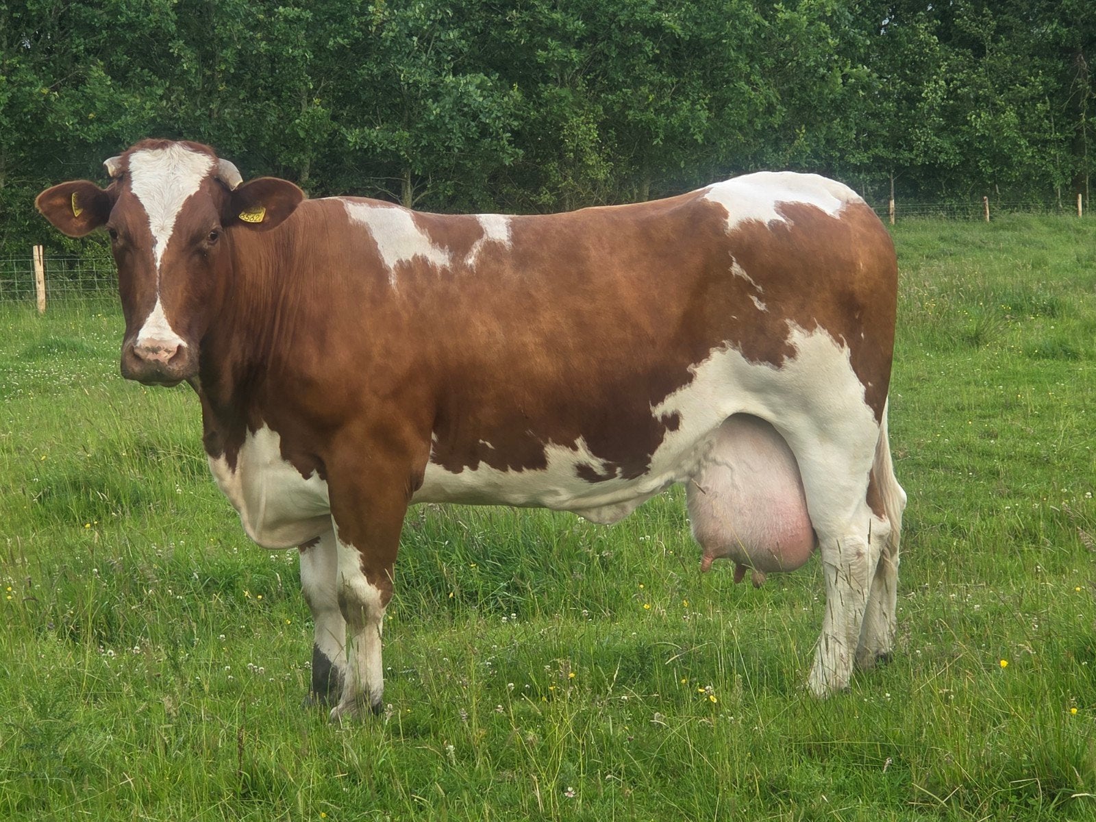 main anjou koe met vaarskalf, Mannelijk