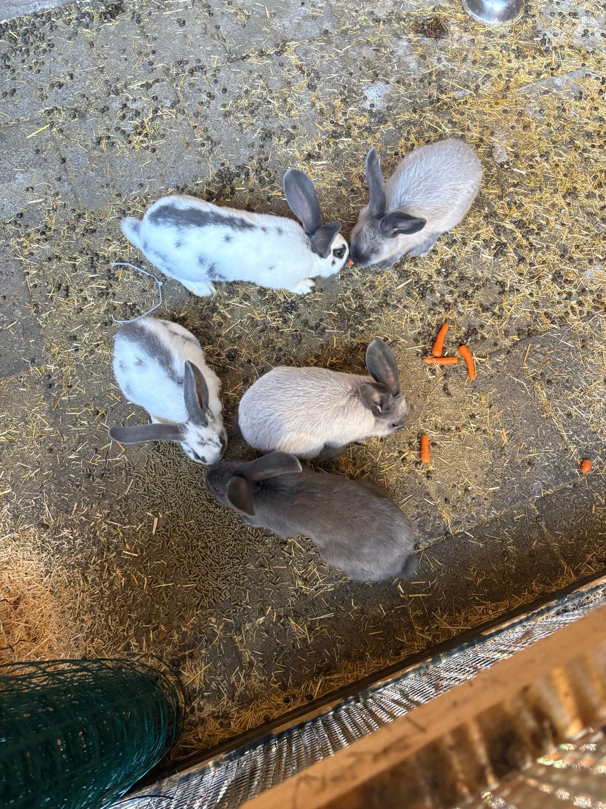 Lotharinger x Vlaamse reus Ram, Dieren en Toebehoren, Mannelijk, Mei, Overige typen, Tam