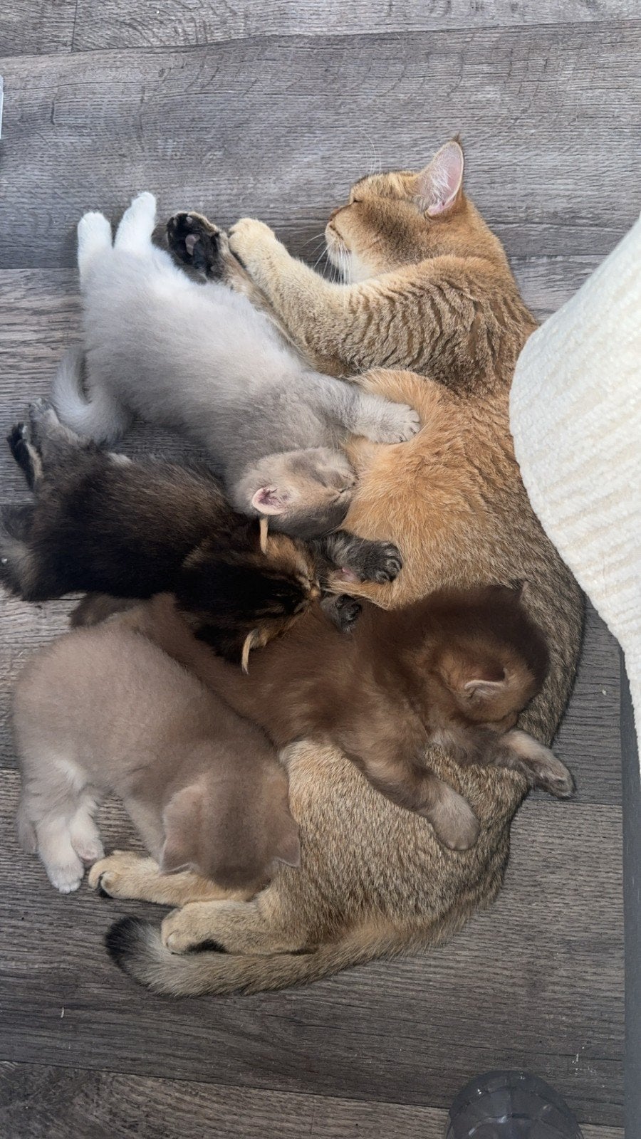 Brits Korthaar Kittens (2 Poesjes & 2 Katers), Meerdere dieren, Kortharig, 0 tot 2 jaar