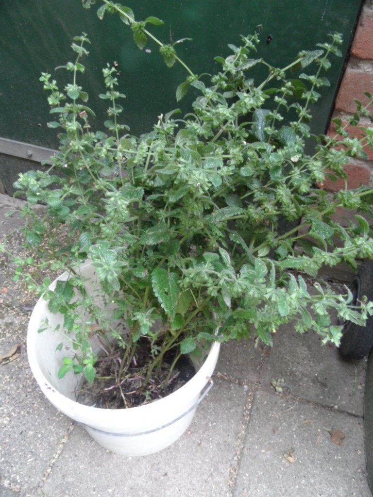 Citroenmelisse (flinke plant), Ophalen, Overige soorten, Struik, Minder dan 100 cm