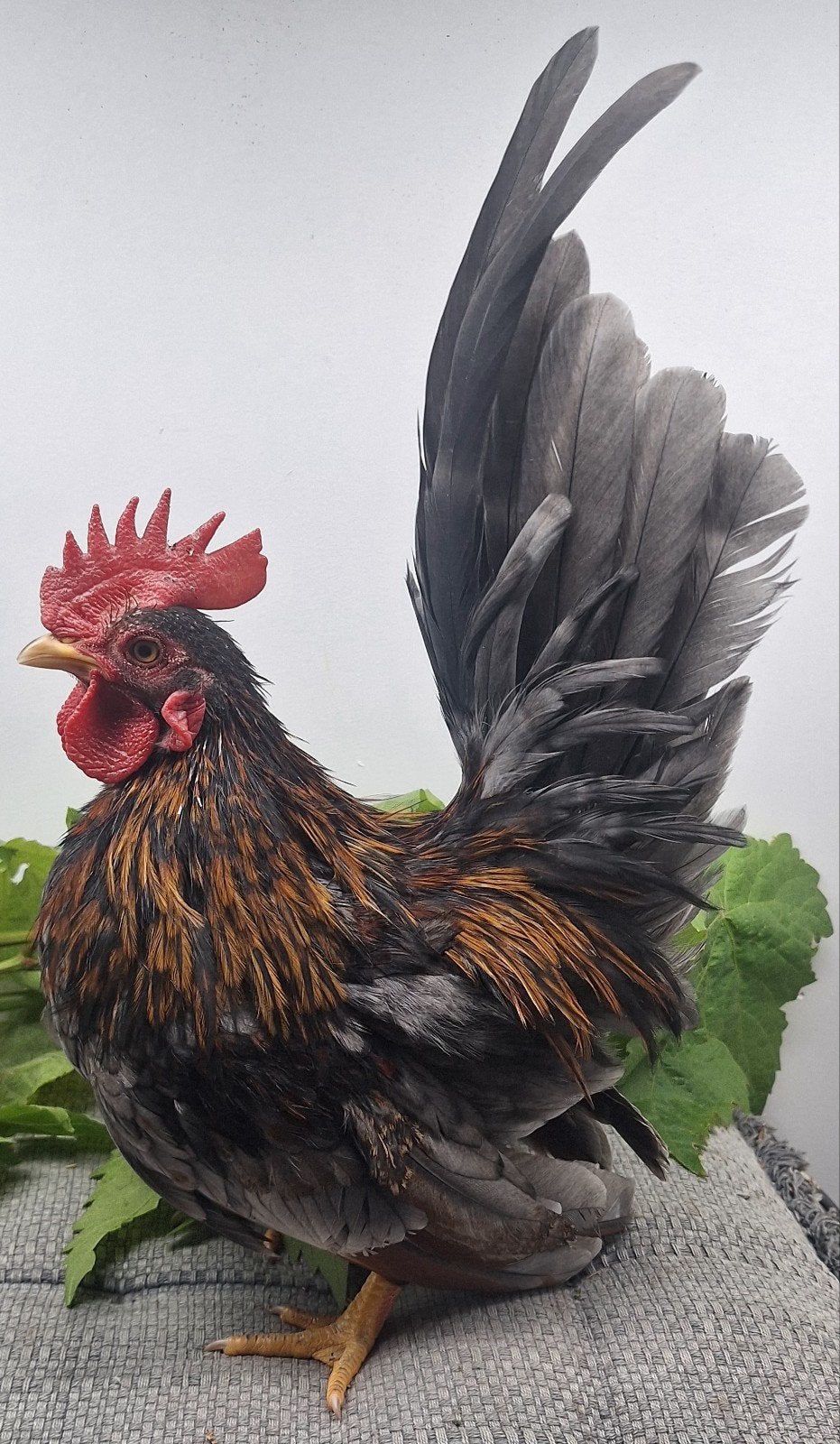 Serama haantjes beschikbaar, Dieren en Toebehoren, Mannelijk, Kip