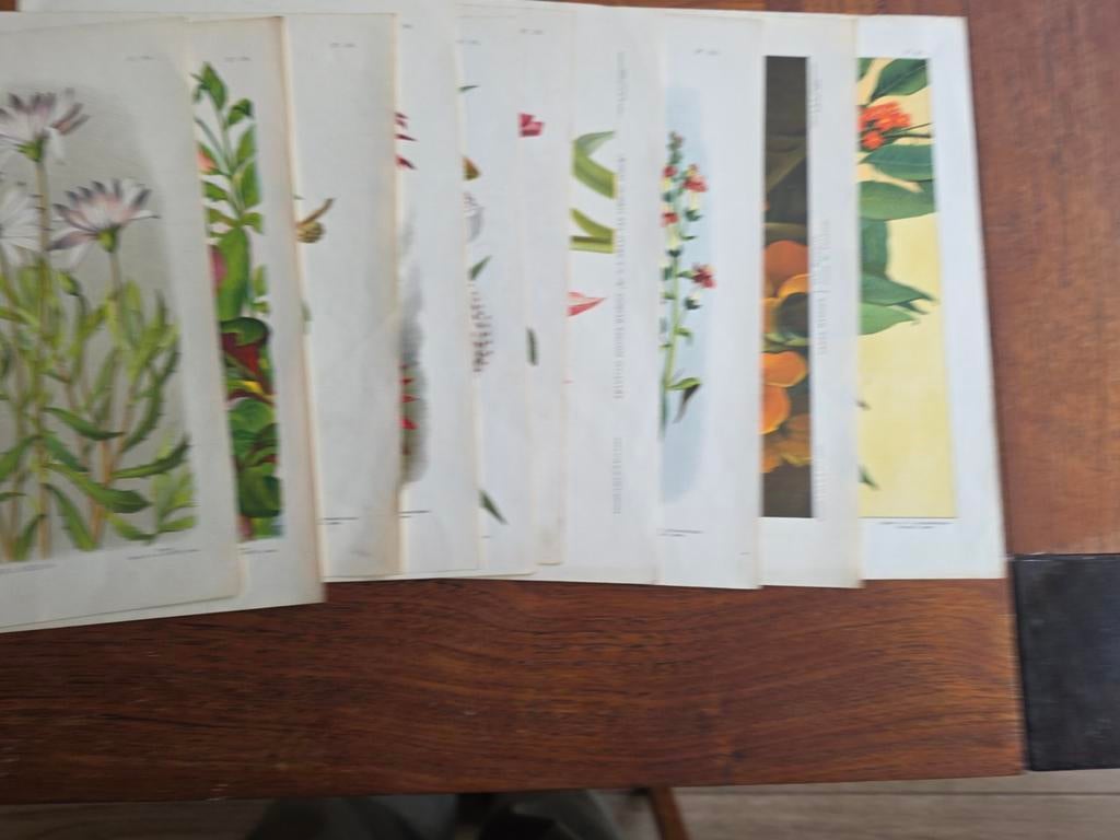 10 botanische platen uit "Floralia" 1890-1920., Ophalen of Verzenden