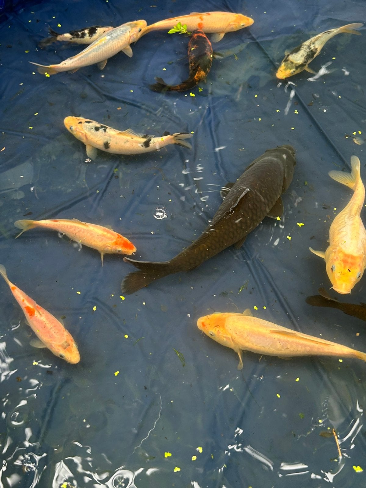 Koi karpers 5 koi s voor € 95,-  10 voor € 149,-, Karper of Koi
