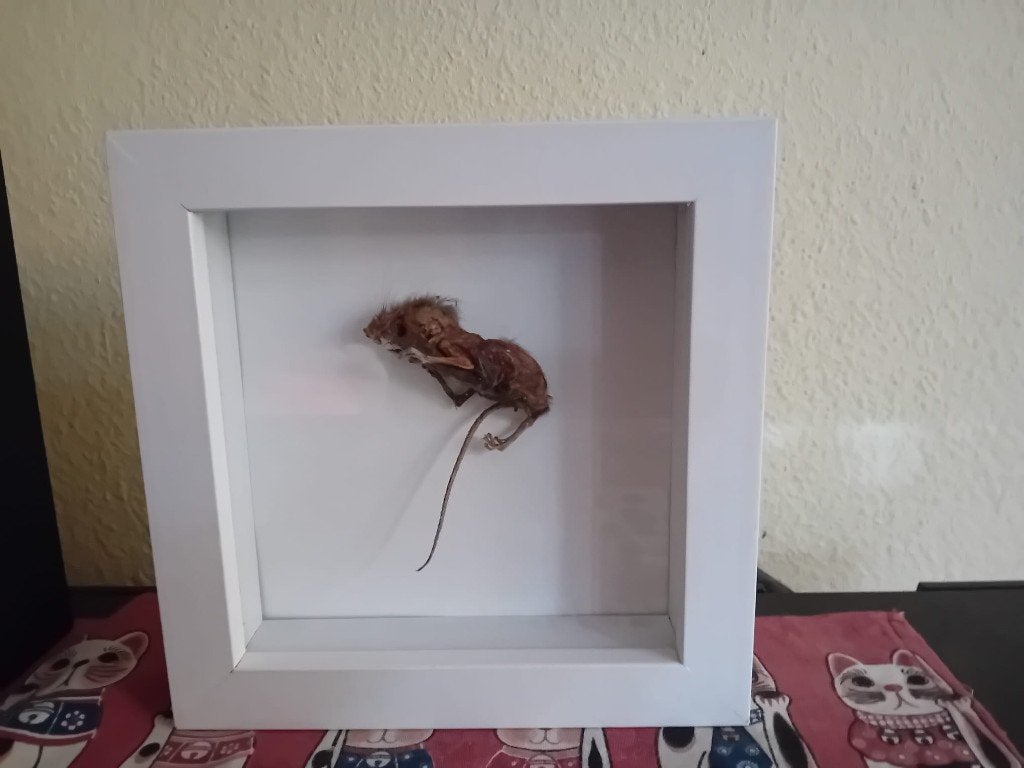 opgezette muis in lijst, Verzamelen, Ophalen of Verzenden, Nieuw, Overige soorten, Opgezet dier