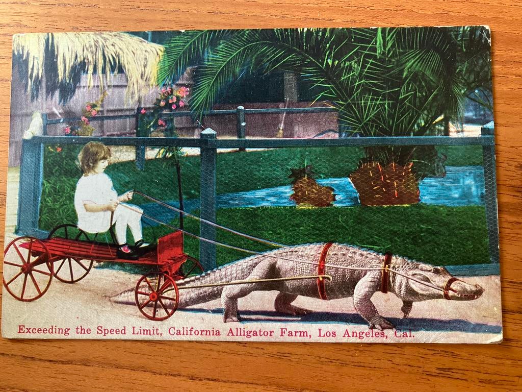 Ansichtkaart Amerika - Alligator Farm Los Angeles, Ophalen of Verzenden, Voor 1920, Gelopen, Buiten Europa